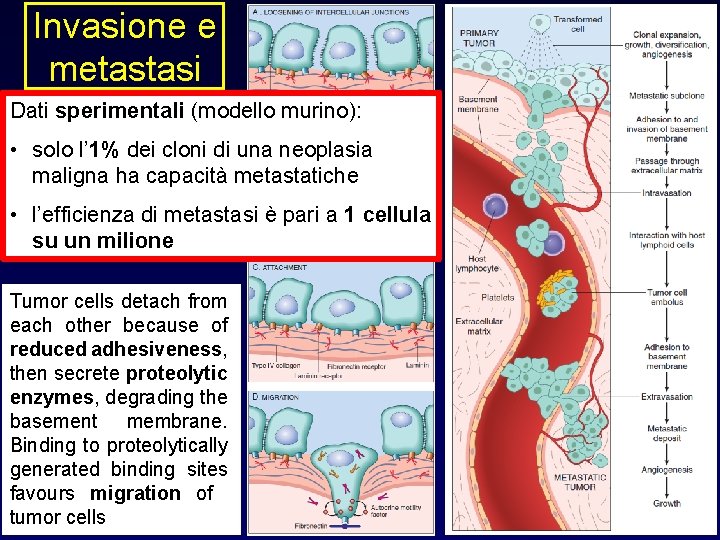 Invasione e metastasi Dati sperimentali (modello murino): • solo l’ 1% dei cloni di