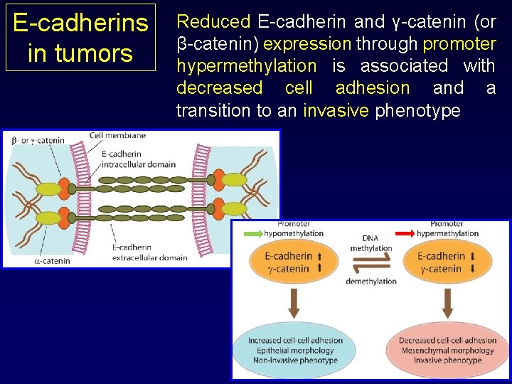 E-cadherins in tumors Reduced E-cadherin and γ-catenin (or β-catenin) expression through promoter hypermethylation is