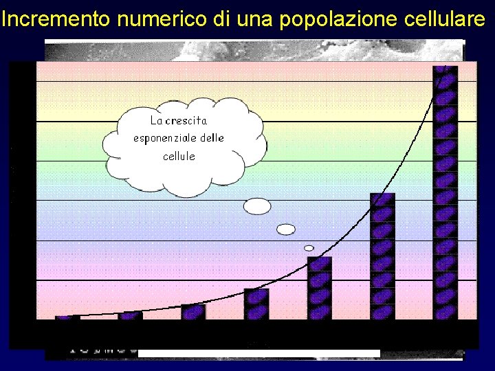 Incremento numerico di una popolazione cellulare Cultured mouse fibroblasts 