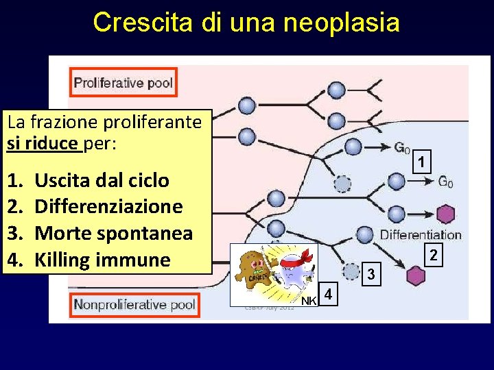 Crescita di una neoplasia La frazione proliferante si riduce per: 1. 2. 3. 4.