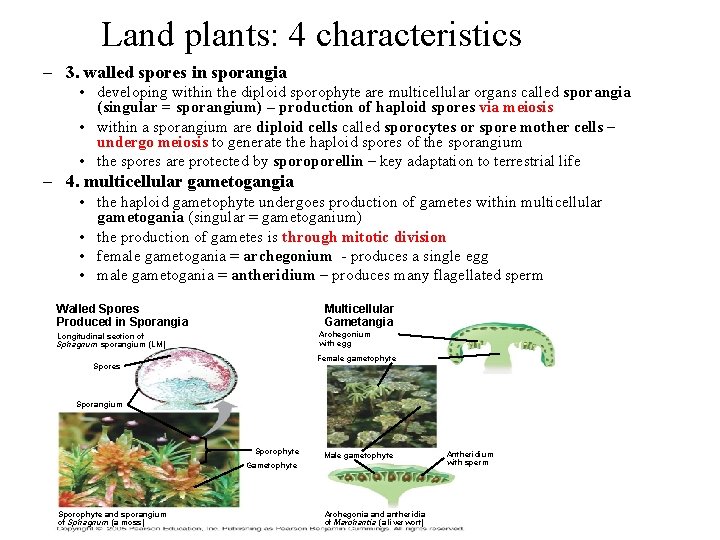 Land plants: 4 characteristics – 3. walled spores in sporangia • developing within the