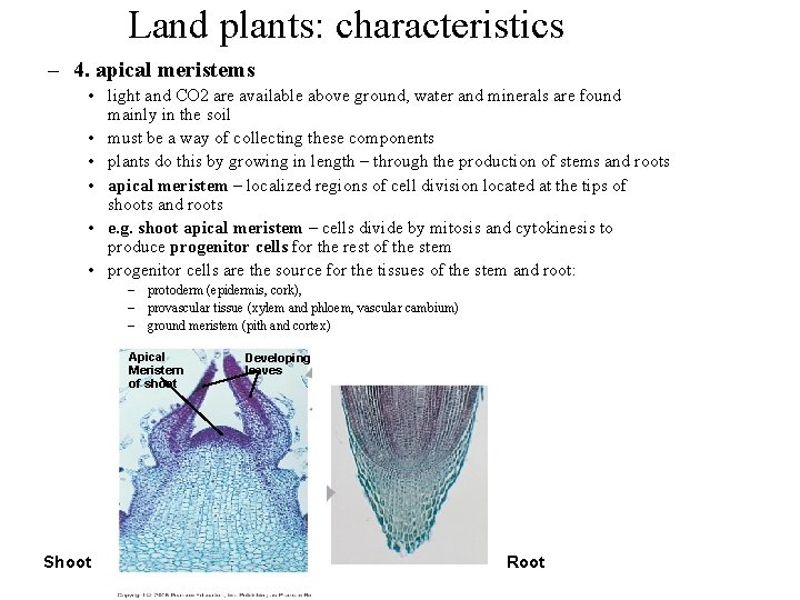 Land plants: characteristics – 4. apical meristems • light and CO 2 are available