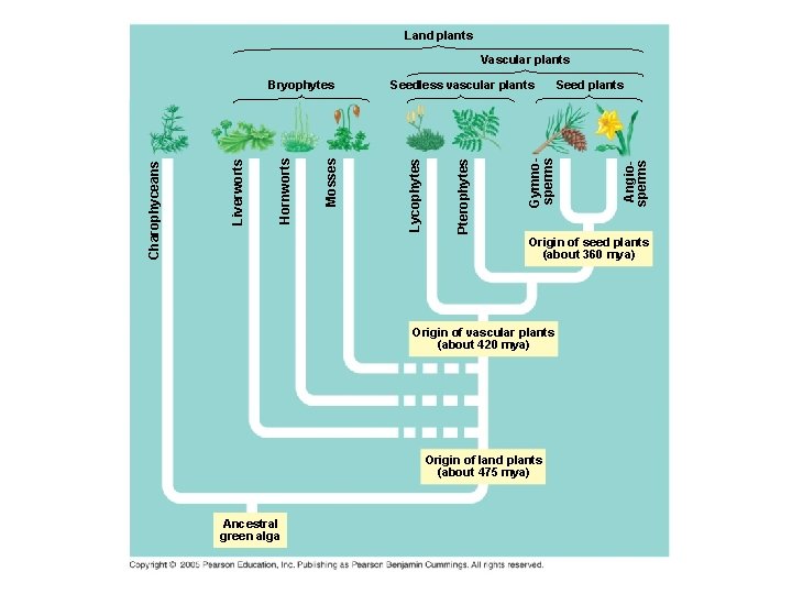 Land plants Vascular plants Seed plants Angiosperms Gymnosperms Pterophytes Seedless vascular plants Lycophytes Mosses