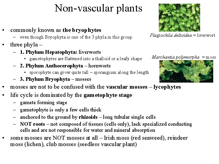 Non-vascular plants • commonly known as the bryophytes – even though Bryophyta is one