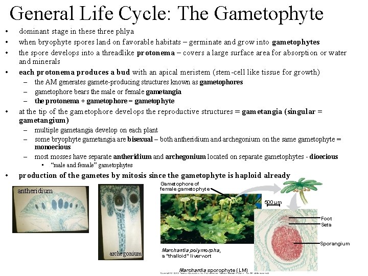 General Life Cycle: The Gametophyte • • dominant stage in these three phlya when