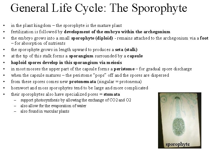 General Life Cycle: The Sporophyte • • • in the plant kingdom – the