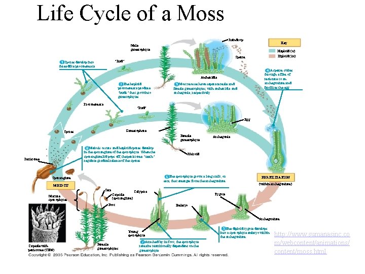 Life Cycle of a Moss Raindrop Key Male gametophyte Haploid (n) “Bud” Spores develop