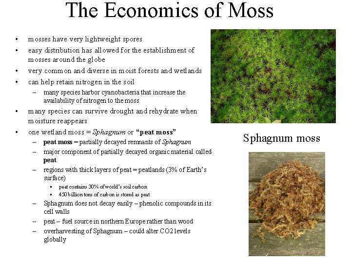 The Economics of Moss • • mosses have very lightweight spores easy distribution has