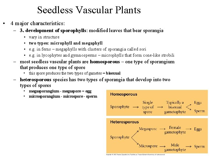 Seedless Vascular Plants • 4 major characteristics: – 3. development of sporophylls: modified leaves