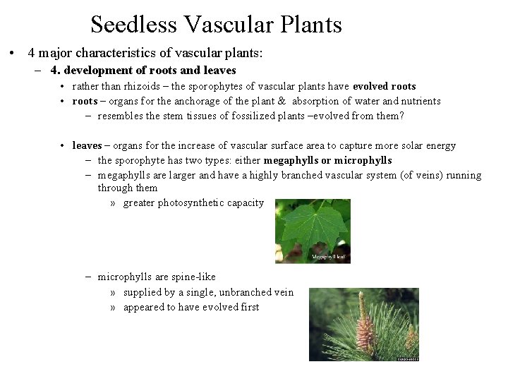 Seedless Vascular Plants • 4 major characteristics of vascular plants: – 4. development of
