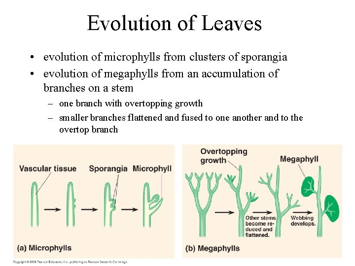 Evolution of Leaves • evolution of microphylls from clusters of sporangia • evolution of