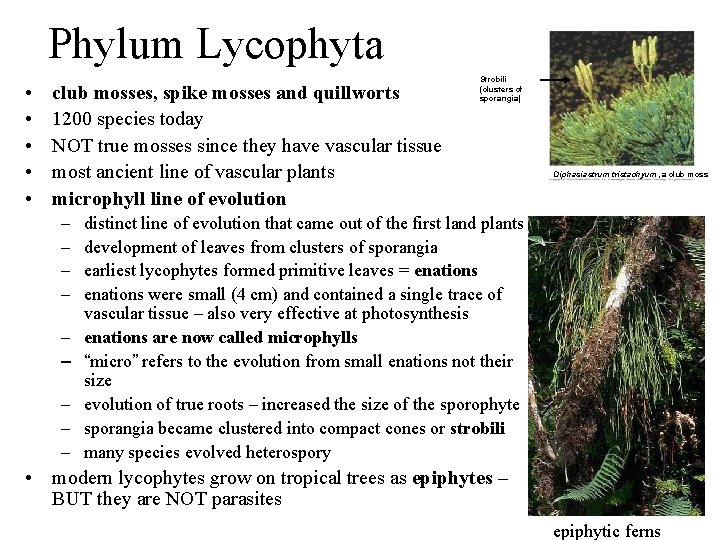 Phylum Lycophyta • • • club mosses, spike mosses and quillworts 1200 species today