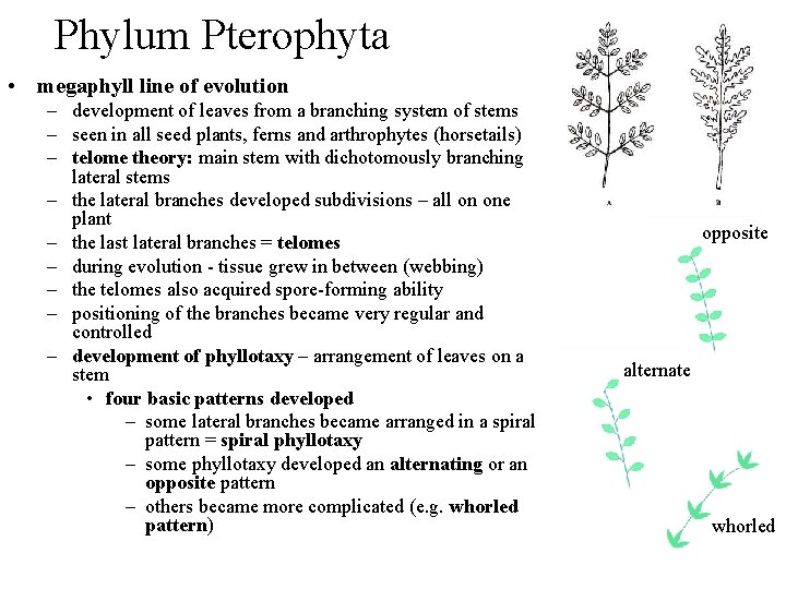 Phylum Pterophyta • megaphyll line of evolution – development of leaves from a branching