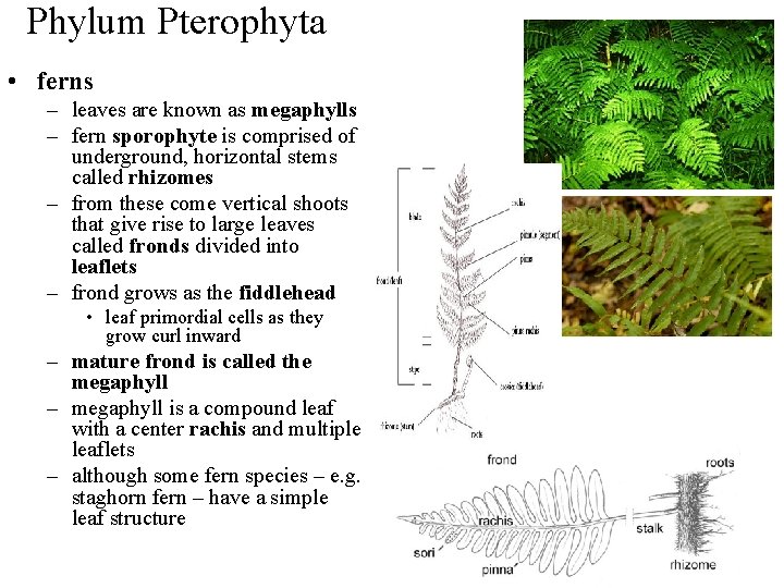 Phylum Pterophyta • ferns – leaves are known as megaphylls – fern sporophyte is