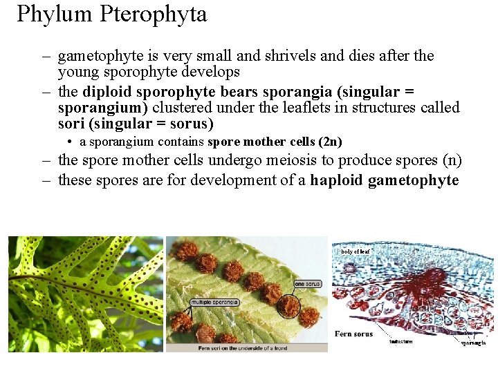 Phylum Pterophyta – gametophyte is very small and shrivels and dies after the young