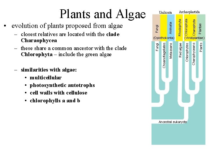 Plantae Chlorophyta Chlorophytes Charophyta Rhodophyta Ancestral eukaryote Plants (Viridiplantae) Charophyceans Animalia Metazoans (Opisthokonta) Choanoflagellates