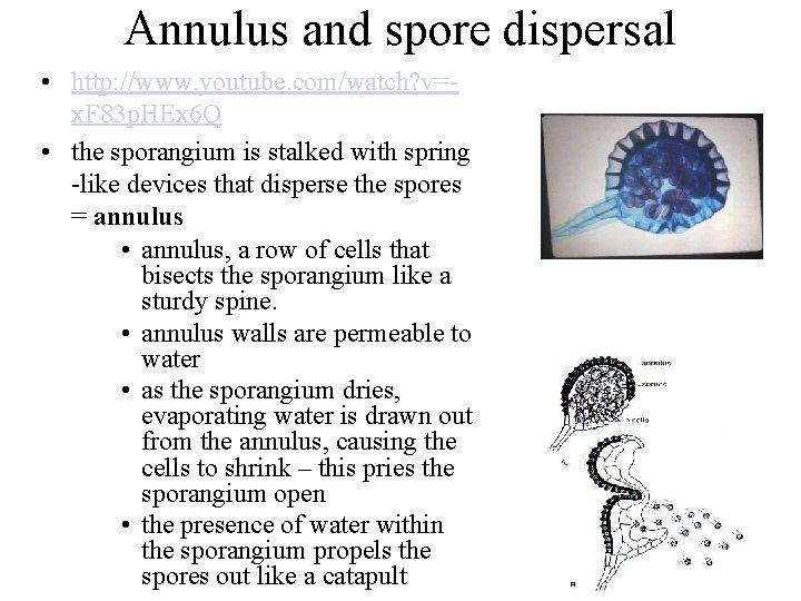 Annulus and spore dispersal • http: //www. youtube. com/watch? v=x. F 83 p. HEx