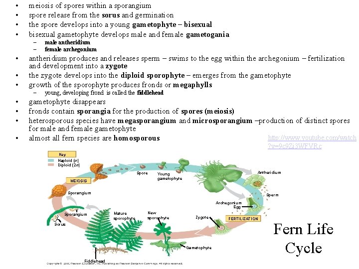  • • meiosis of spores within a sporangium spore release from the sorus