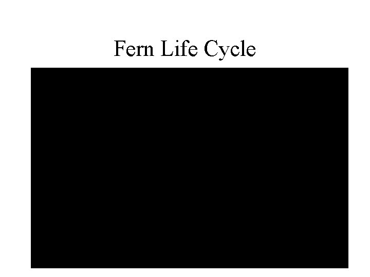 Fern Life Cycle 