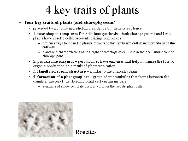 4 key traits of plants – four key traits of plants (and charophyceans) •