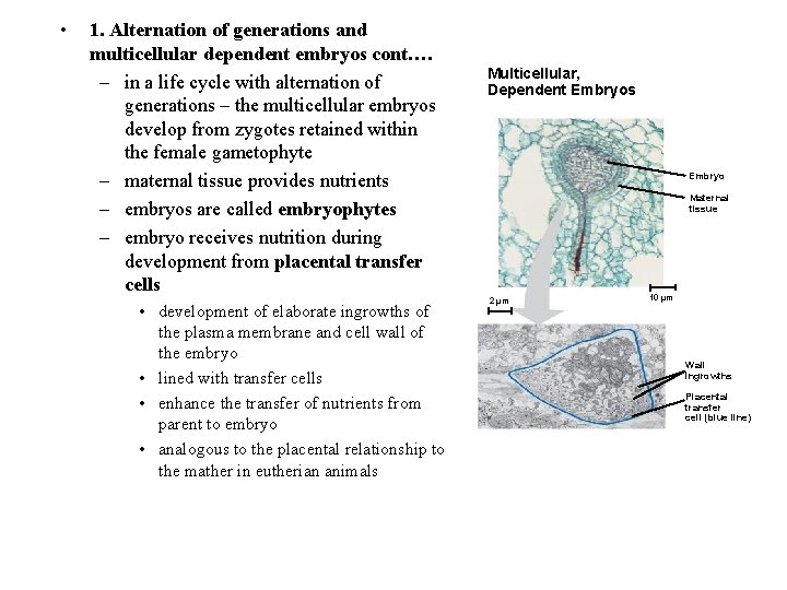  • 1. Alternation of generations and multicellular dependent embryos cont…. – in a