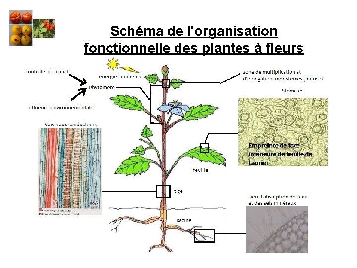 Schéma de l'organisation fonctionnelle des plantes à fleurs 