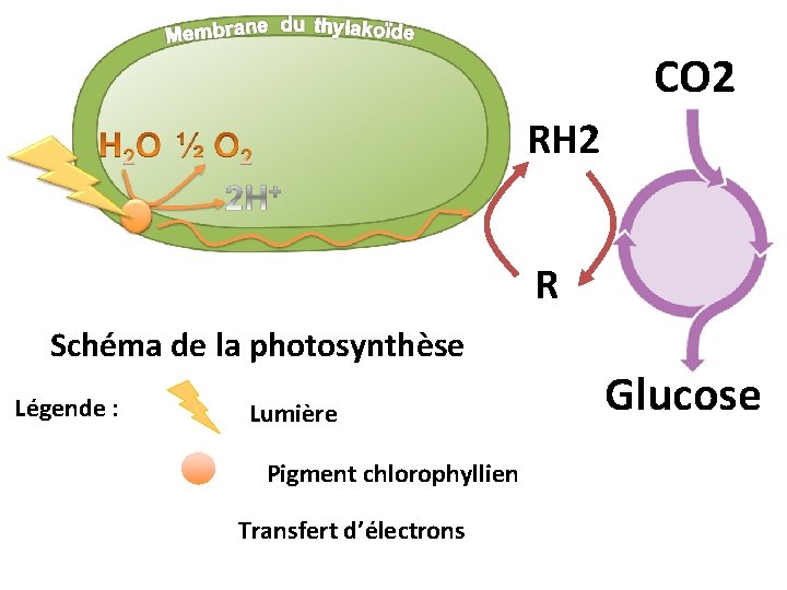 CO 2 RH 2 R Schéma de la photosynthèse Légende : Lumière Pigment chlorophyllien