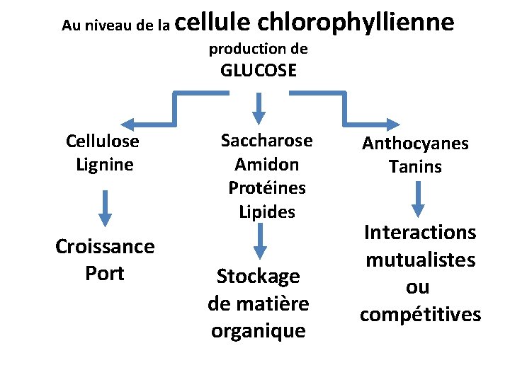 Au niveau de la cellule chlorophyllienne production de GLUCOSE Cellulose Lignine Croissance Port Saccharose