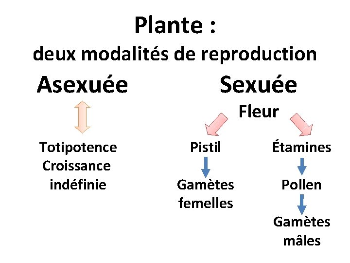 Plante : deux modalités de reproduction Asexuée Totipotence Croissance indéfinie Sexuée Fleur Pistil Étamines