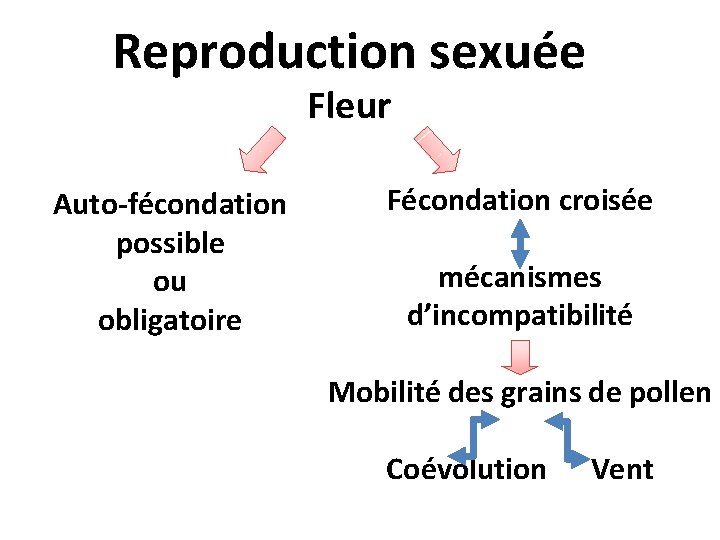 Reproduction sexuée Fleur Auto-fécondation possible ou obligatoire Fécondation croisée mécanismes d’incompatibilité Mobilité des grains