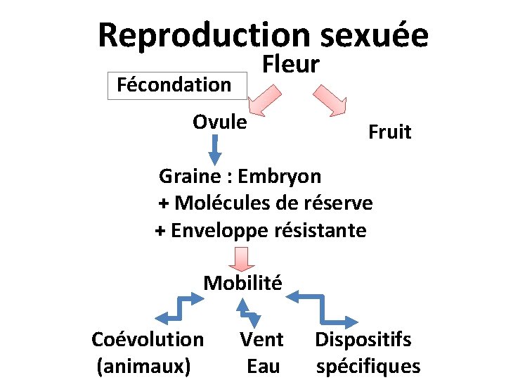 Reproduction sexuée Fleur Fécondation Ovule Fruit Graine : Embryon + Molécules de réserve +
