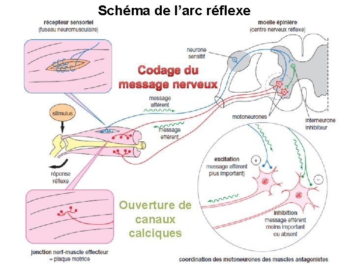 Schéma de l’arc réflexe Codage du message nerveux Ouverture de canaux calciques 