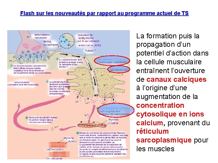 Flash sur les nouveautés par rapport au programme actuel de TS La formation puis