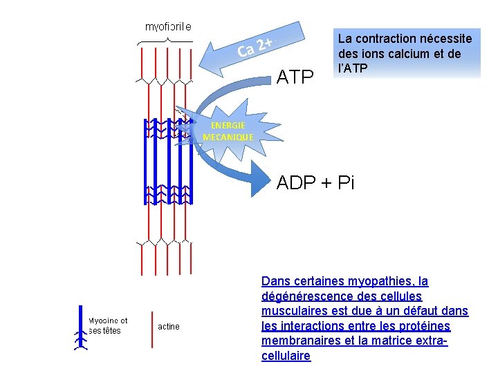 + Ca 2 ATP La contraction nécessite des ions calcium et de l’ATP ENERGIE