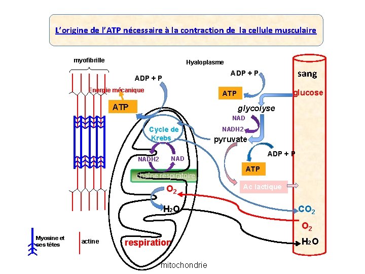 L’origine de l’ATP nécessaire à la contraction de la cellule musculaire myofibrille Hyaloplasme sang