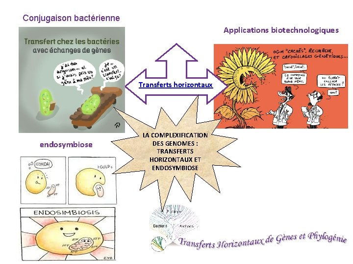 Conjugaison bactérienne Applications biotechnologiques Transferts horizontaux endosymbiose LA COMPLEXIFICATION DES GENOMES : TRANSFERTS HORIZONTAUX