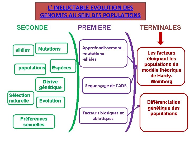 L’ INELUCTABLE EVOLUTION DES GENOMES AU SEIN DES POPULATIONS SECONDE allèles PREMIERE Mutations populations