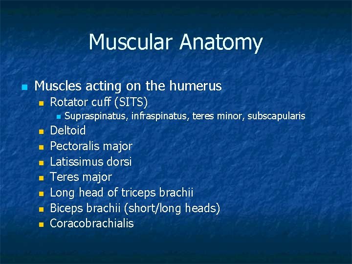 Muscular Anatomy n Muscles acting on the humerus n Rotator cuff (SITS) n n