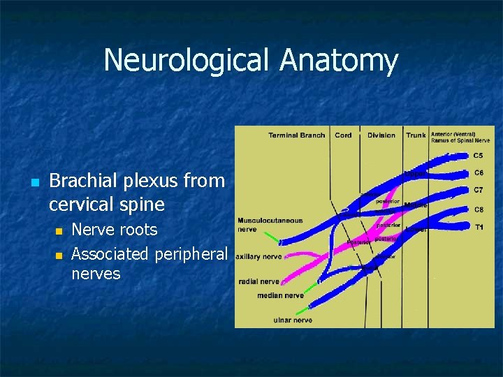 Neurological Anatomy n Brachial plexus from cervical spine n n Nerve roots Associated peripheral