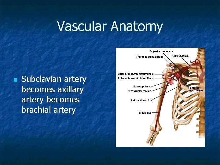 Vascular Anatomy n Subclavian artery becomes axillary artery becomes brachial artery 