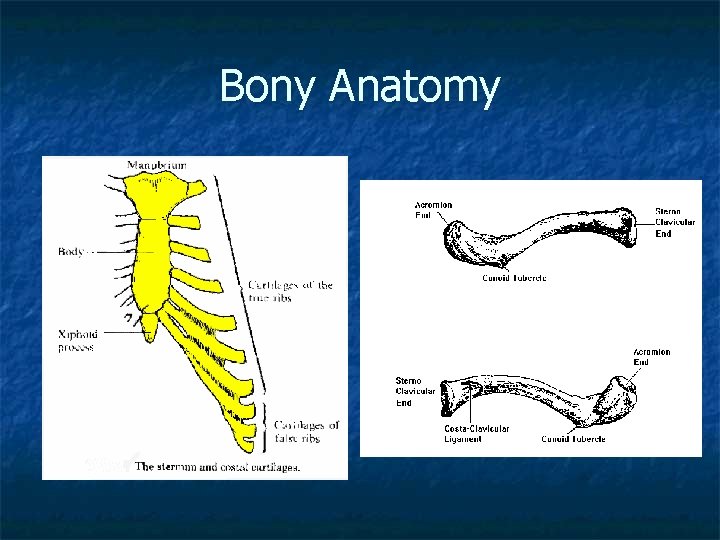 Bony Anatomy 