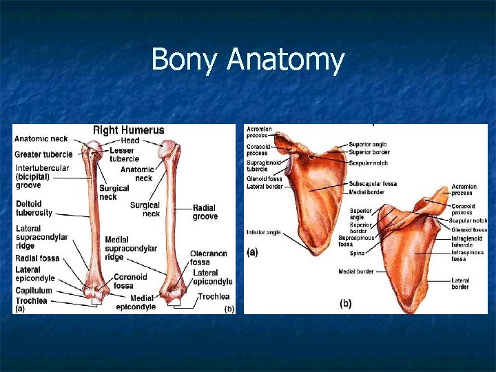 Bony Anatomy 