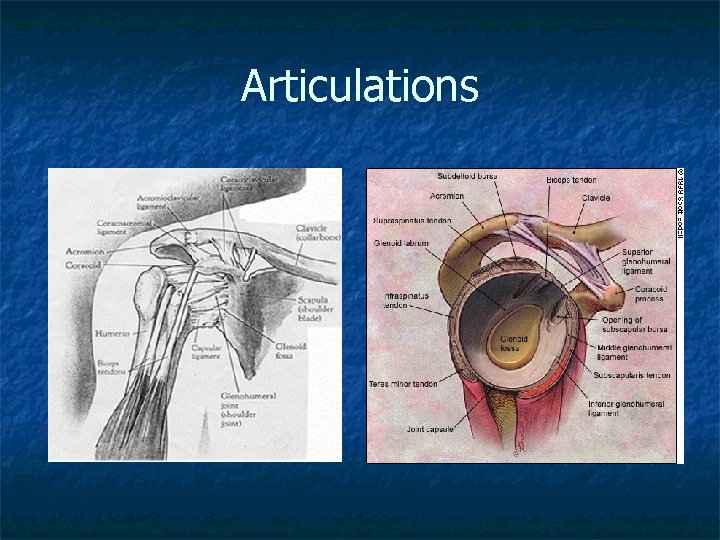 Articulations 