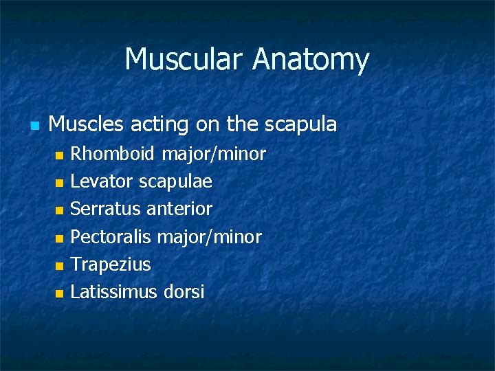 Muscular Anatomy n Muscles acting on the scapula Rhomboid major/minor n Levator scapulae n