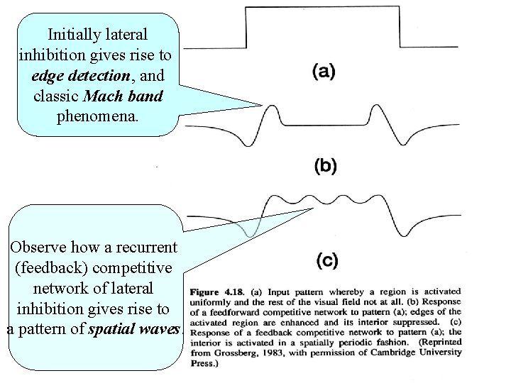 Initially lateral inhibition gives rise to edge detection, and classic Mach band phenomena. Observe