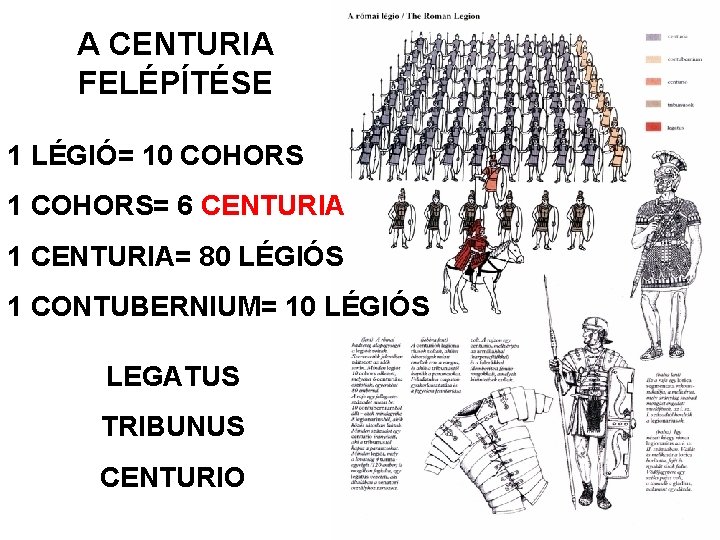 A CENTURIA FELÉPÍTÉSE 1 LÉGIÓ= 10 COHORS 1 COHORS= 6 CENTURIA 1 CENTURIA= 80