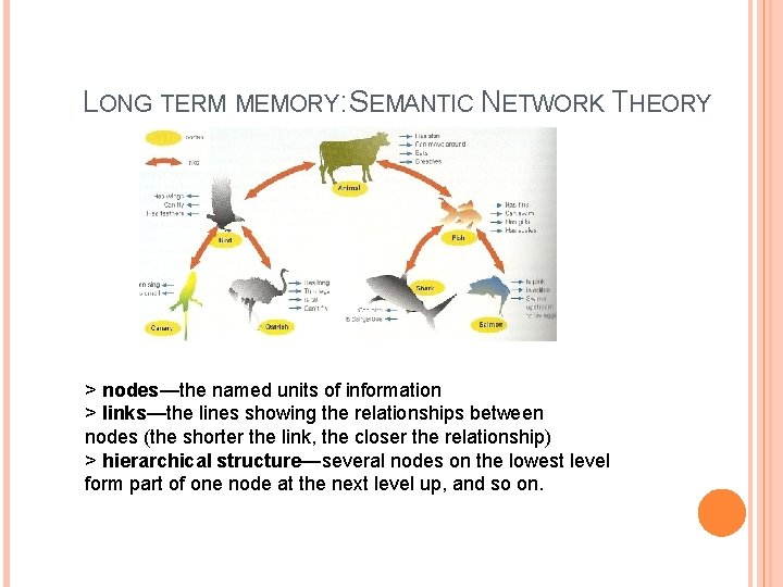 LONG TERM MEMORY: SEMANTIC NETWORK THEORY > nodes—the named units of information > links—the
