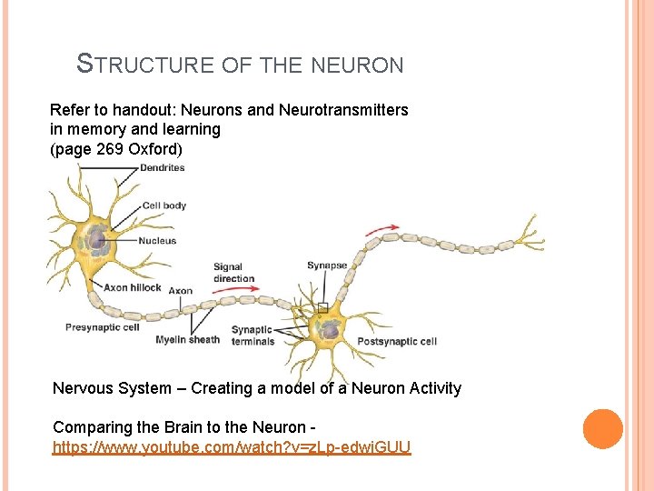 STRUCTURE OF THE NEURON Refer to handout: Neurons and Neurotransmitters in memory and learning