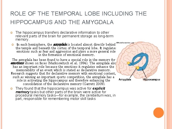 ROLE OF THE TEMPORAL LOBE INCLUDING THE HIPPOCAMPUS AND THE AMYGDALA The hippocampus transfers