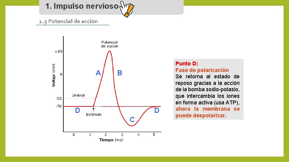 1. Impulso nervioso 1. 3 Potencial de acción A B D D C Punto